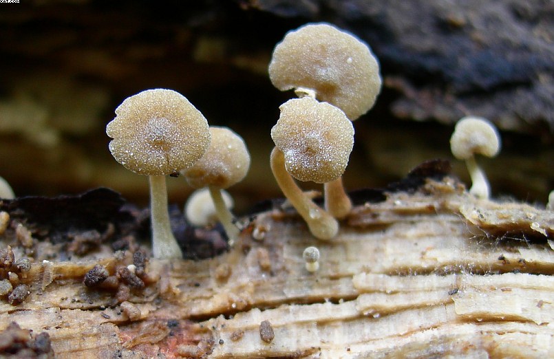 Simocybe haustellaris   ( Fr. )   Watling